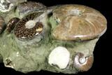 Tall, Composite Ammonite Cluster #117487-3